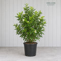 Murraya. 200mm pot
