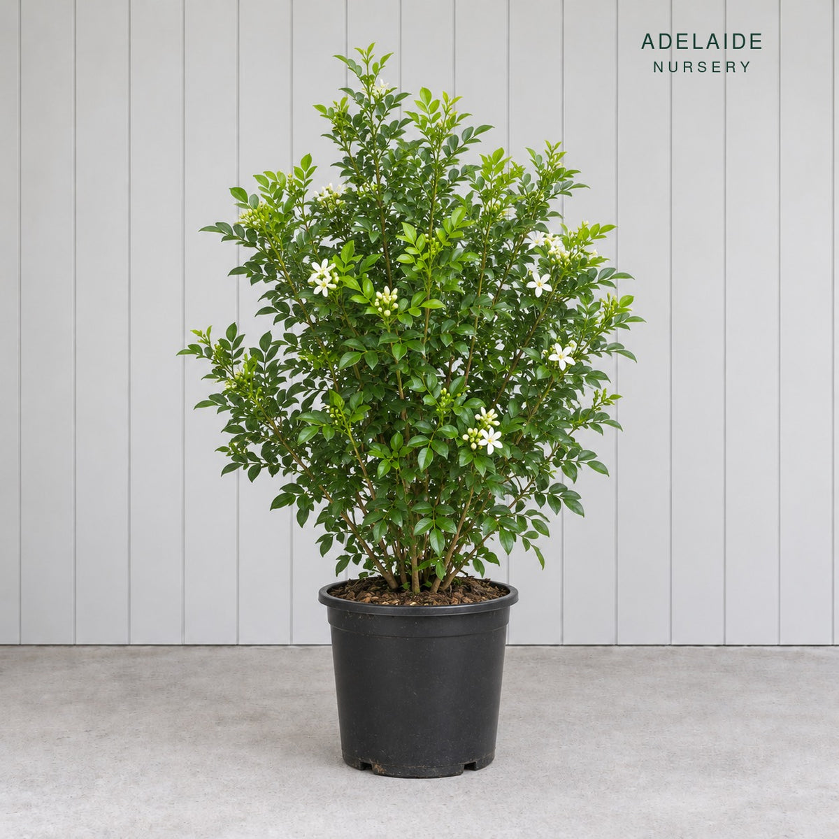 Murraya. 200mm pot