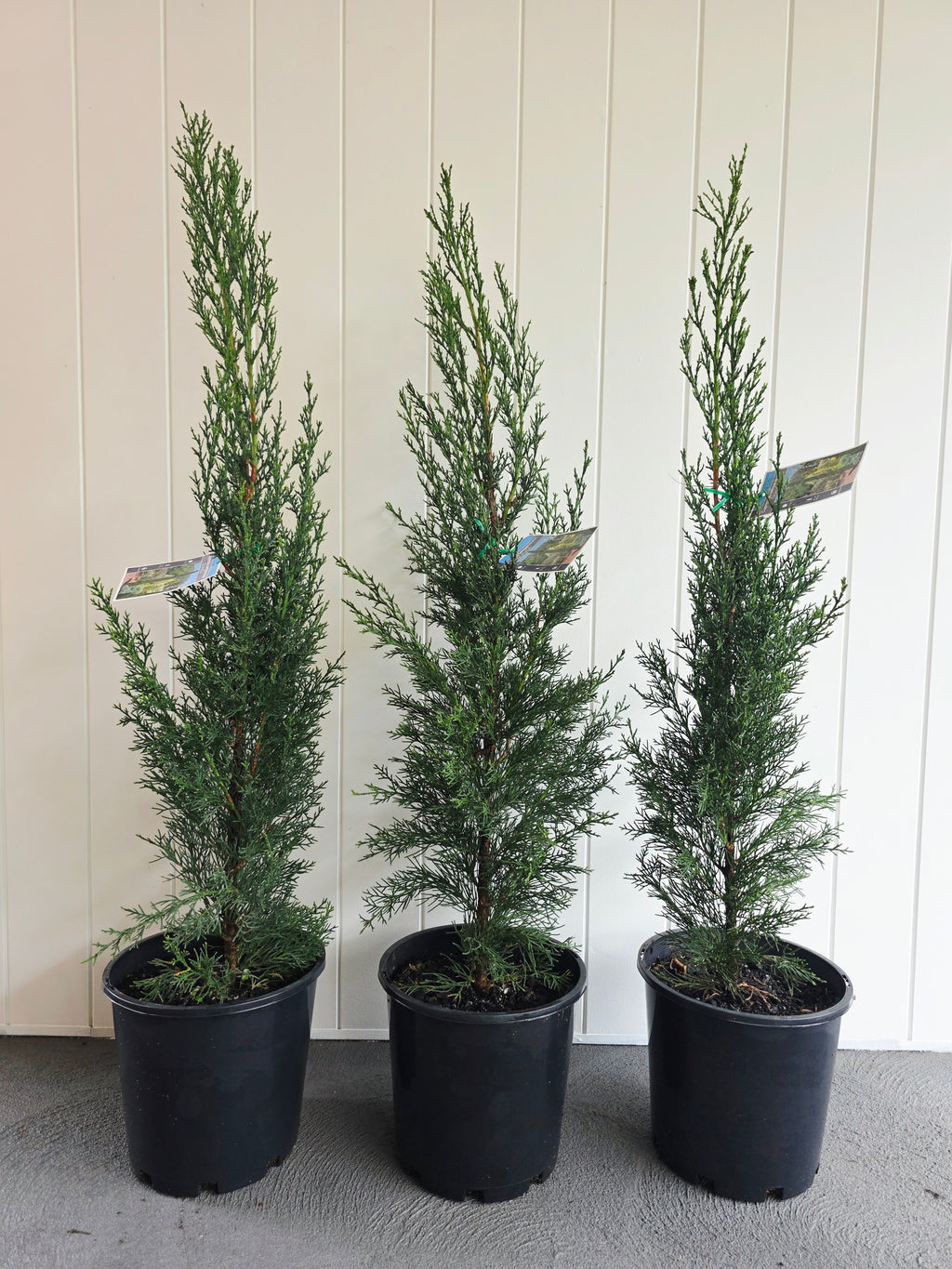 Pencil Pine (Glauca) 200mm pot