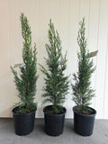 Pencil Pine (Glauca) 200mm pot
