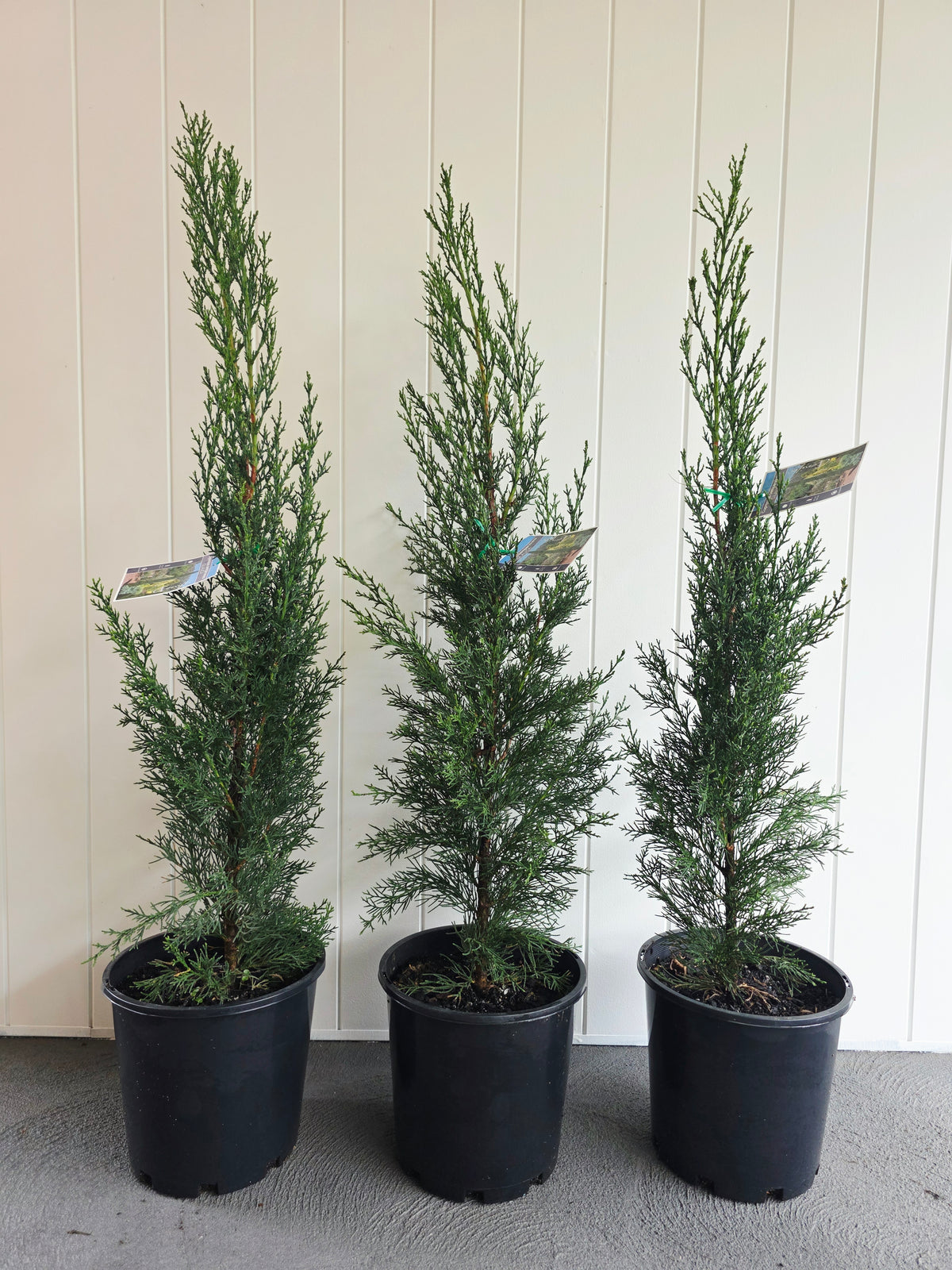 Pencil Pine (Glauca) 200mm pot
