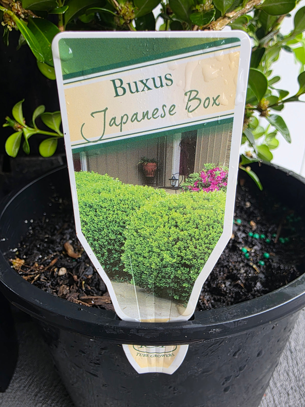 Japanese Box. 200mm pot