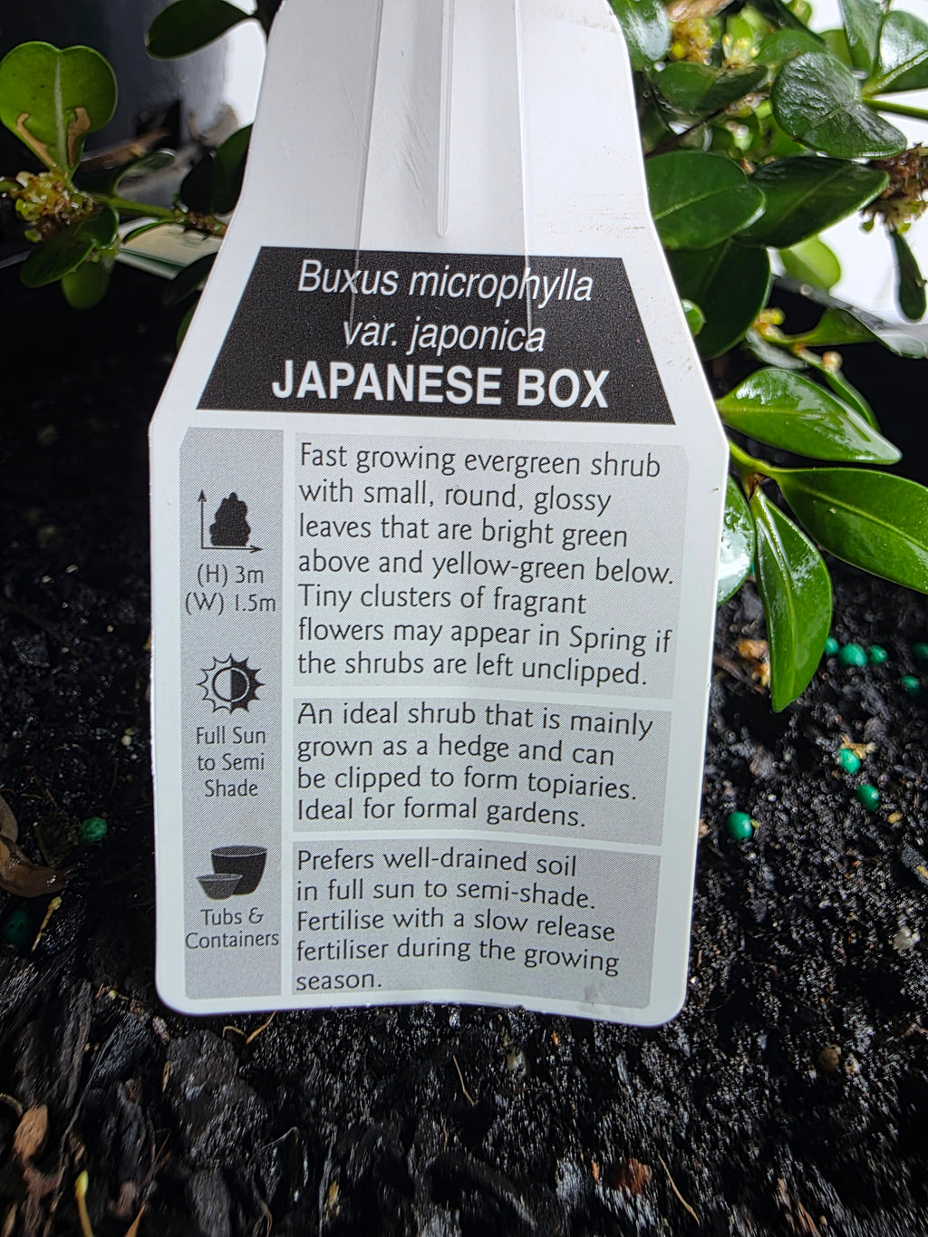 Japanese Box. 200mm pot
