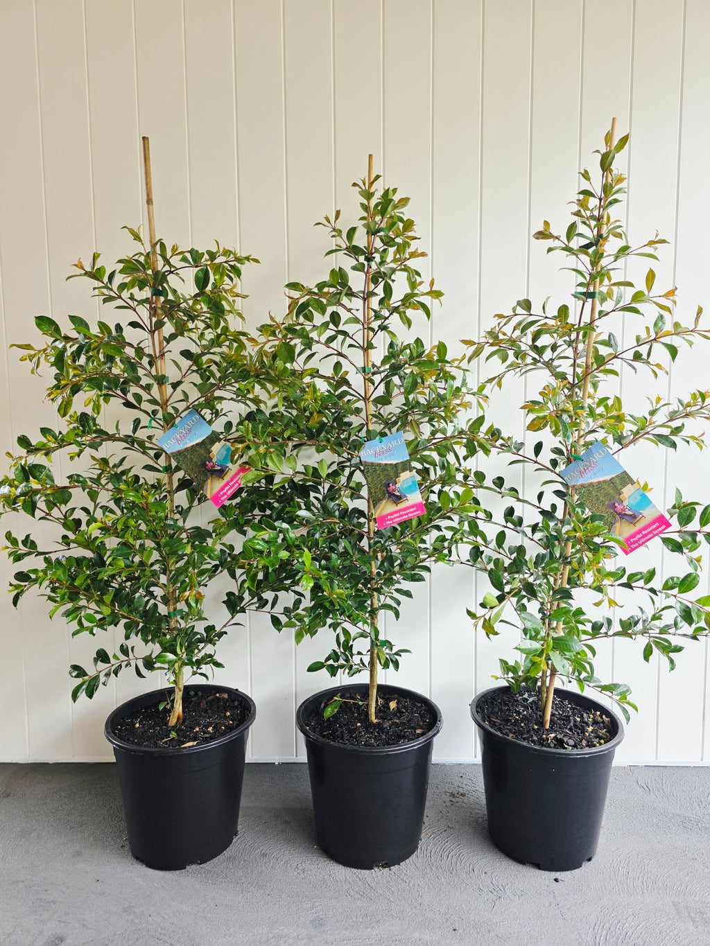 Lilly Pilly Backyard Bliss. 250mm pot