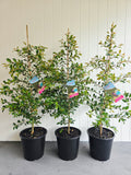 Lilly Pilly Backyard Bliss. 250mm pot