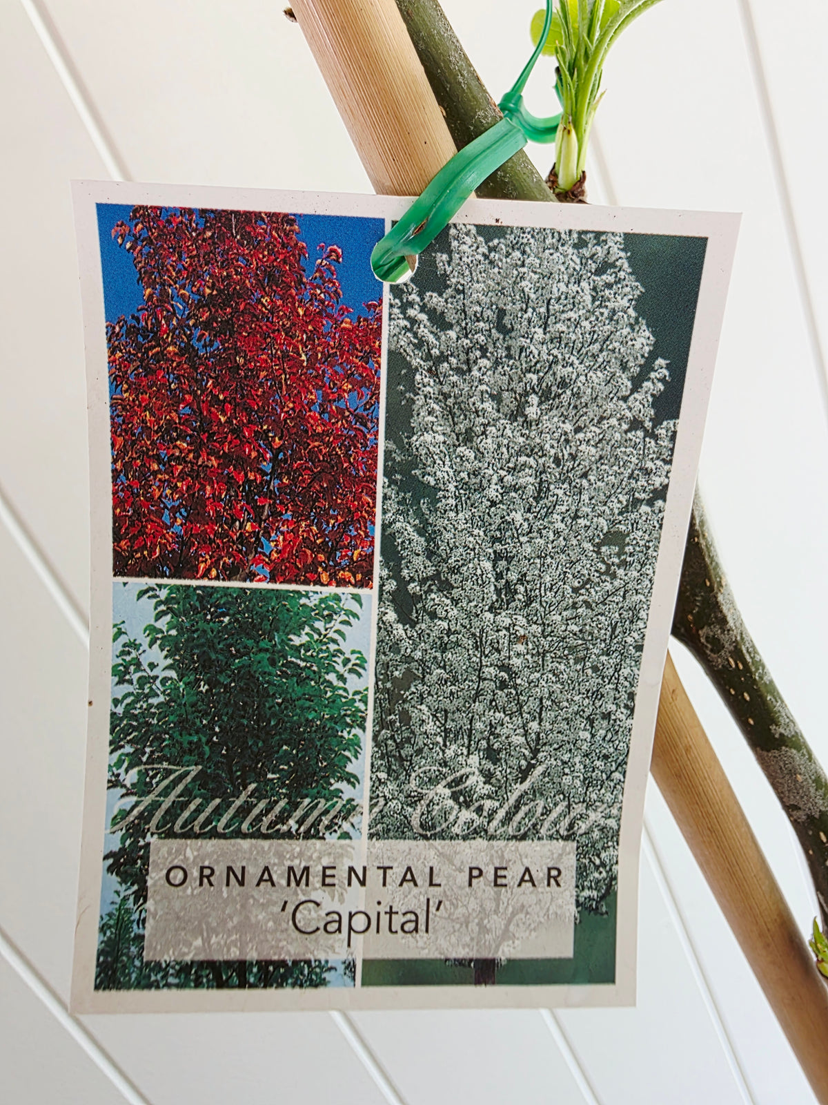 Capital Ornamental Pear. 200mm pot