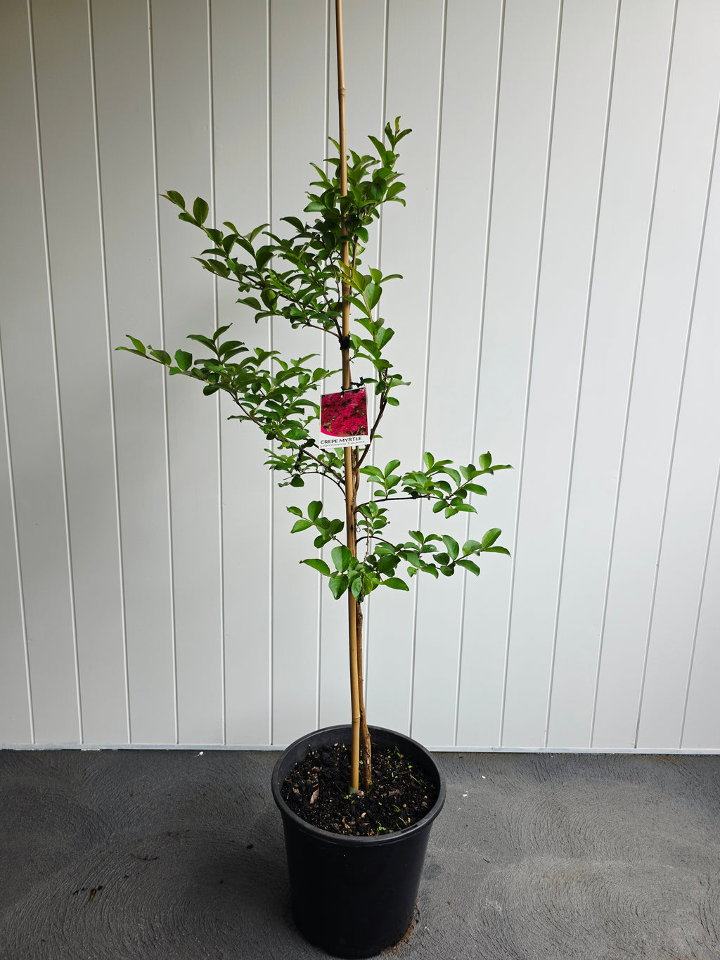 Tuscarora Crepe Myrtle. 250mm Pot