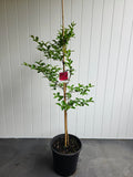 Tuscarora Crepe Myrtle. 250mm Pot