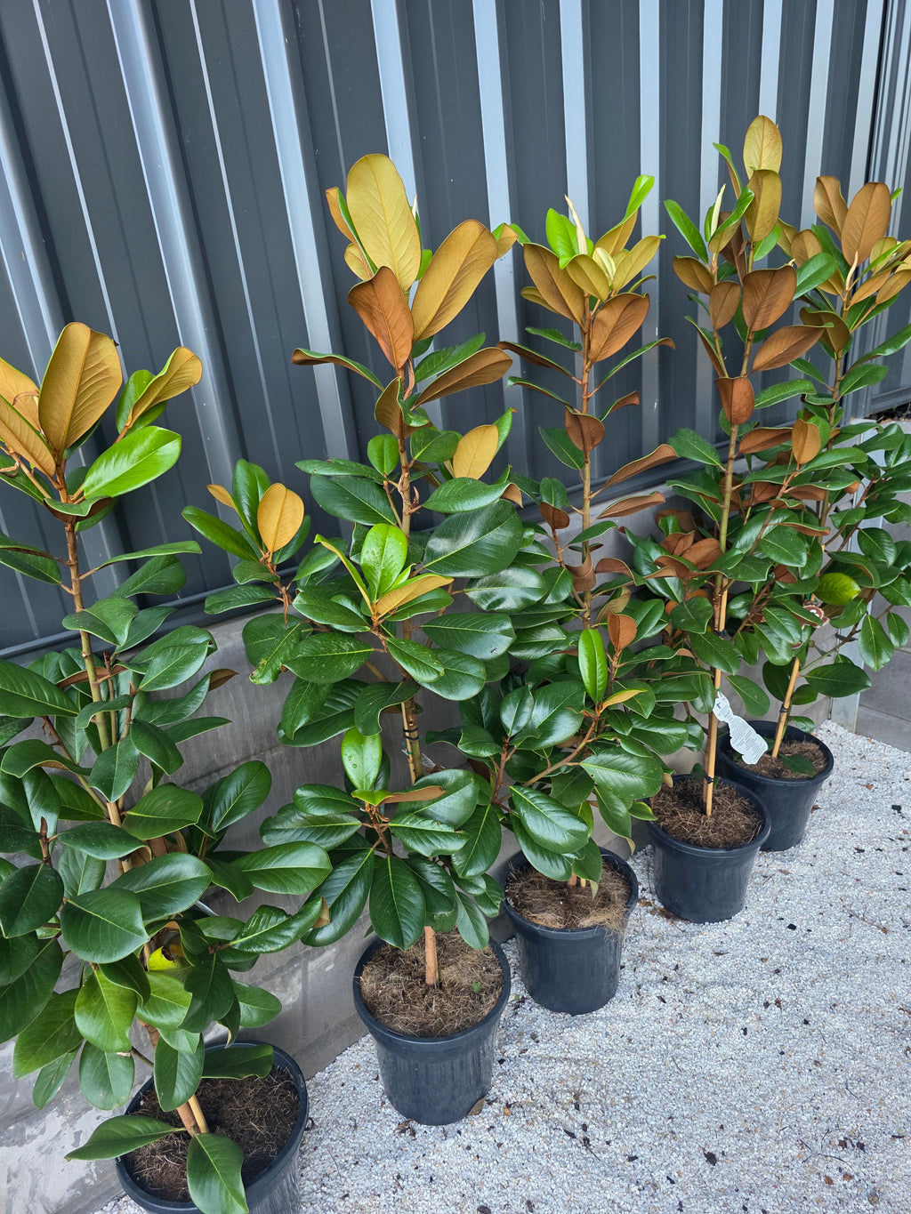 Teddy Bear Magnolia. 250mm pot