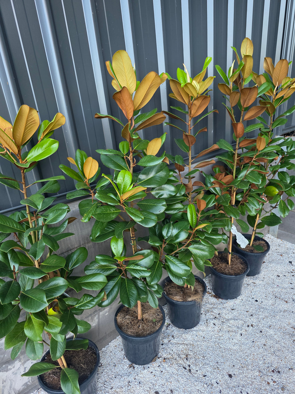Teddy Bear Magnolia. 250mm pot