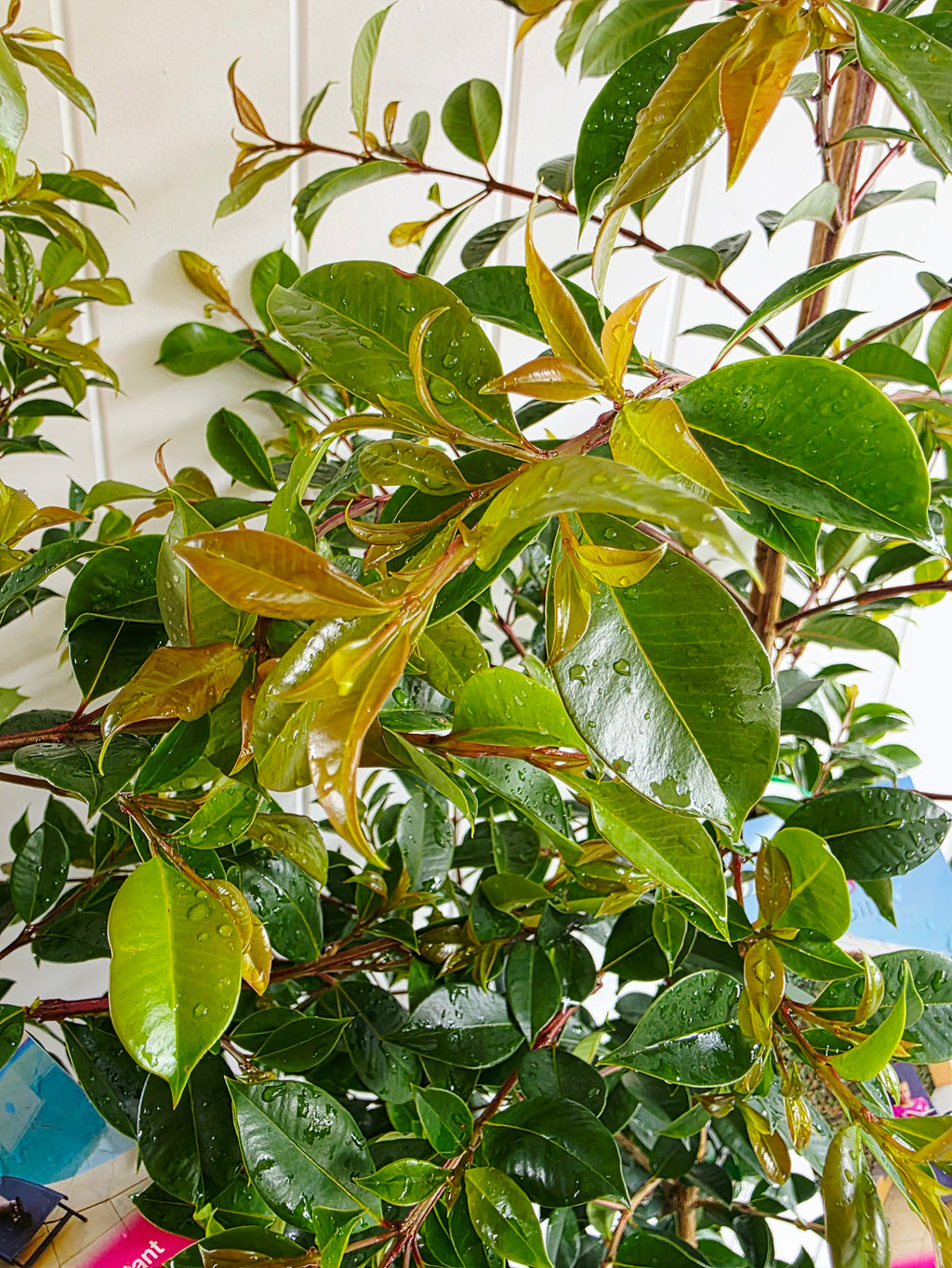Lilly Pilly Backyard Bliss. 250mm pot
