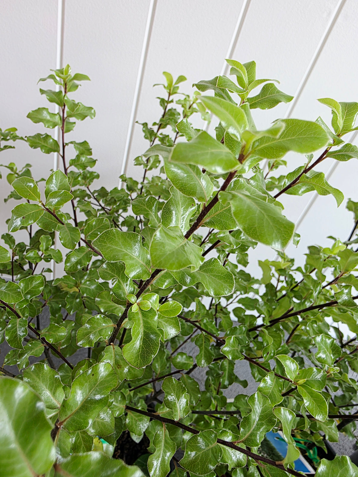 Pittosporum Screen Master 175mm pot