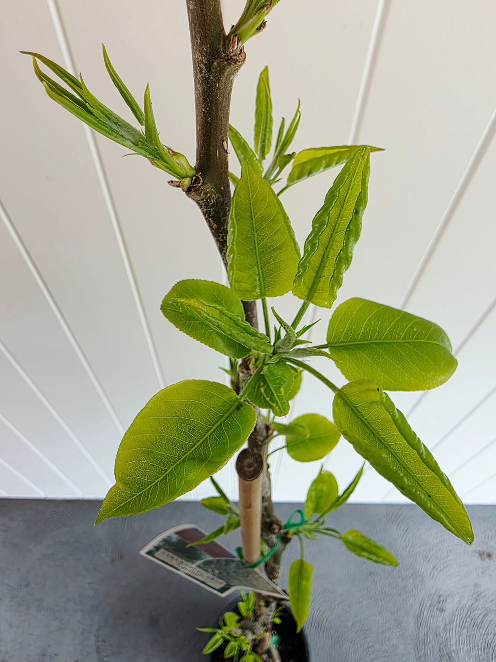 Capital Ornamental Pear. 200mm pot