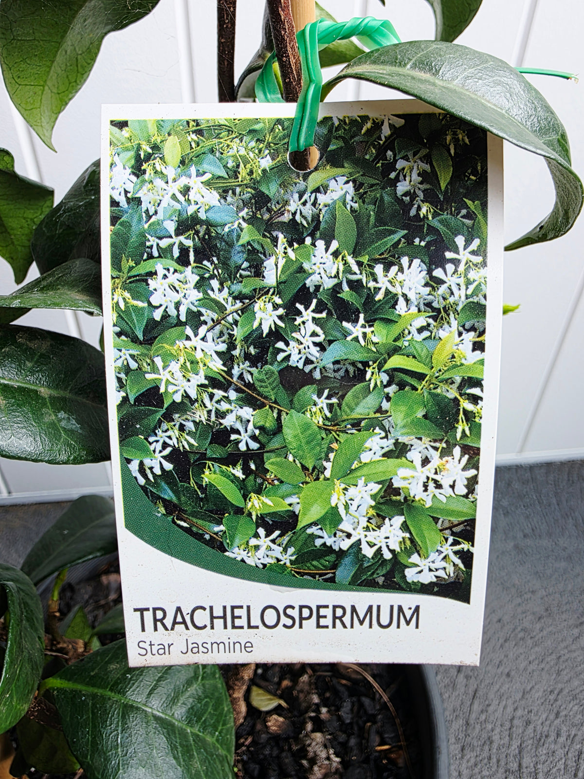 Star Jasmine. 200mm pot