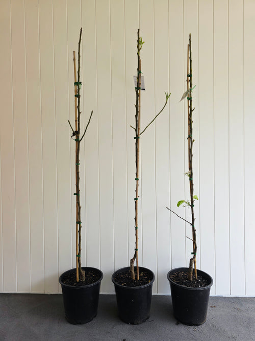 Cleveland Select Ornamental Pear. 250mm pot