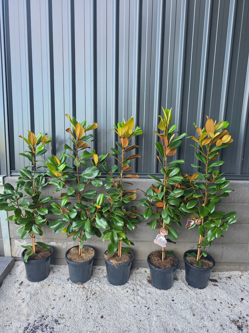 Teddy Bear Magnolia. 250mm pot