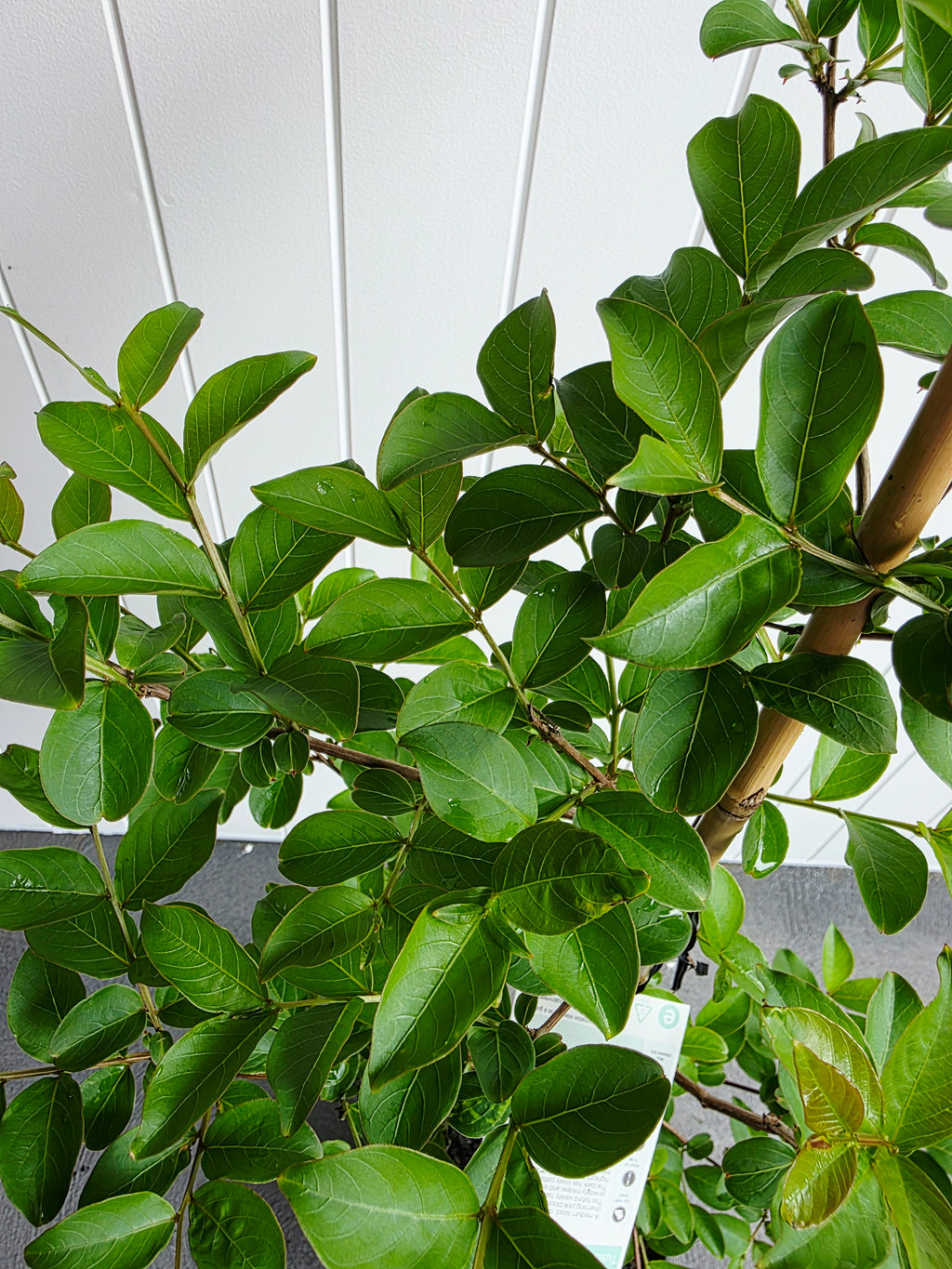 Tuscarora Crepe Myrtle. 250mm Pot
