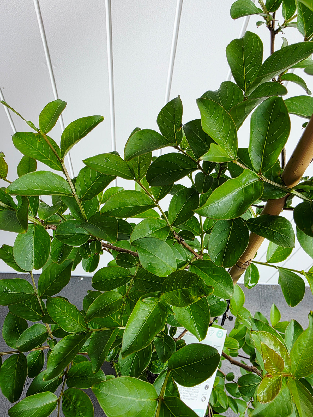 Tuscarora Crepe Myrtle. 250mm Pot