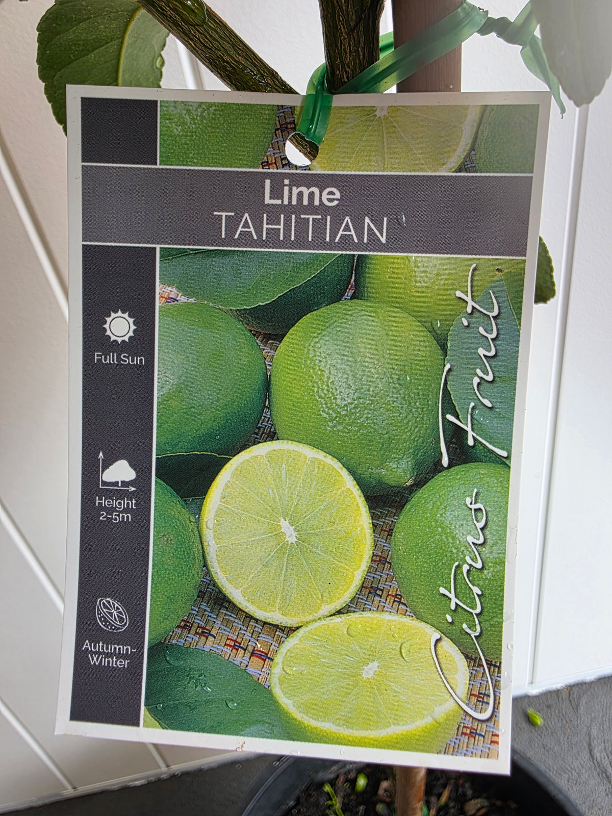 Lime Tree (Tahitian) 250mm