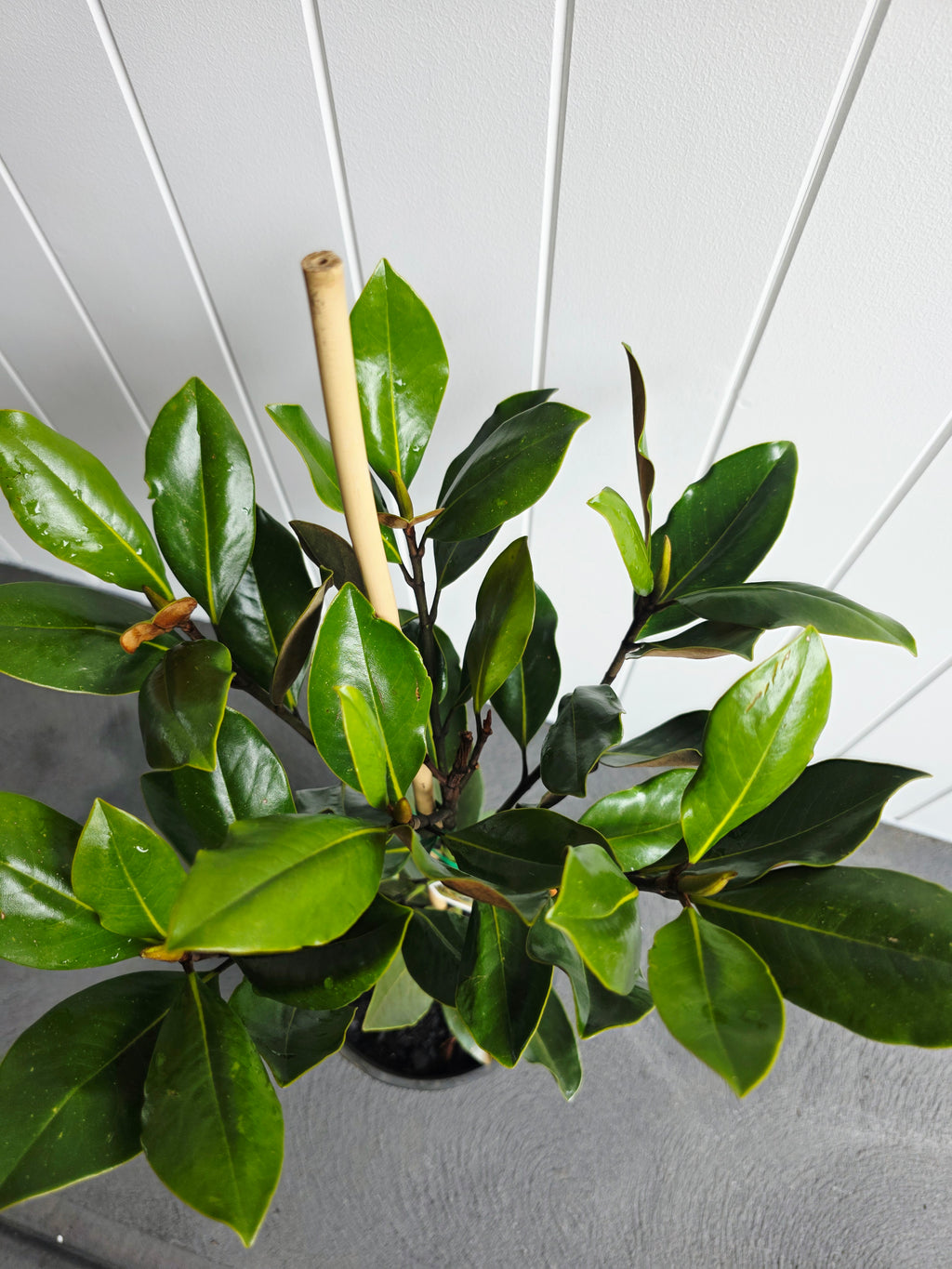 Little Gem Magnolia. 200mm pot