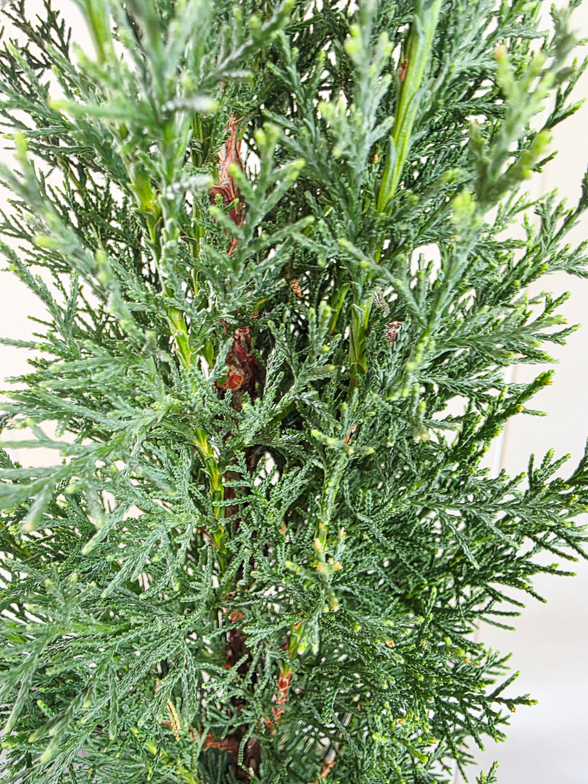 Pencil Pine (Glauca) 200mm pot