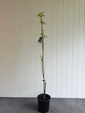 Capital Ornamental Pear. 200mm pot