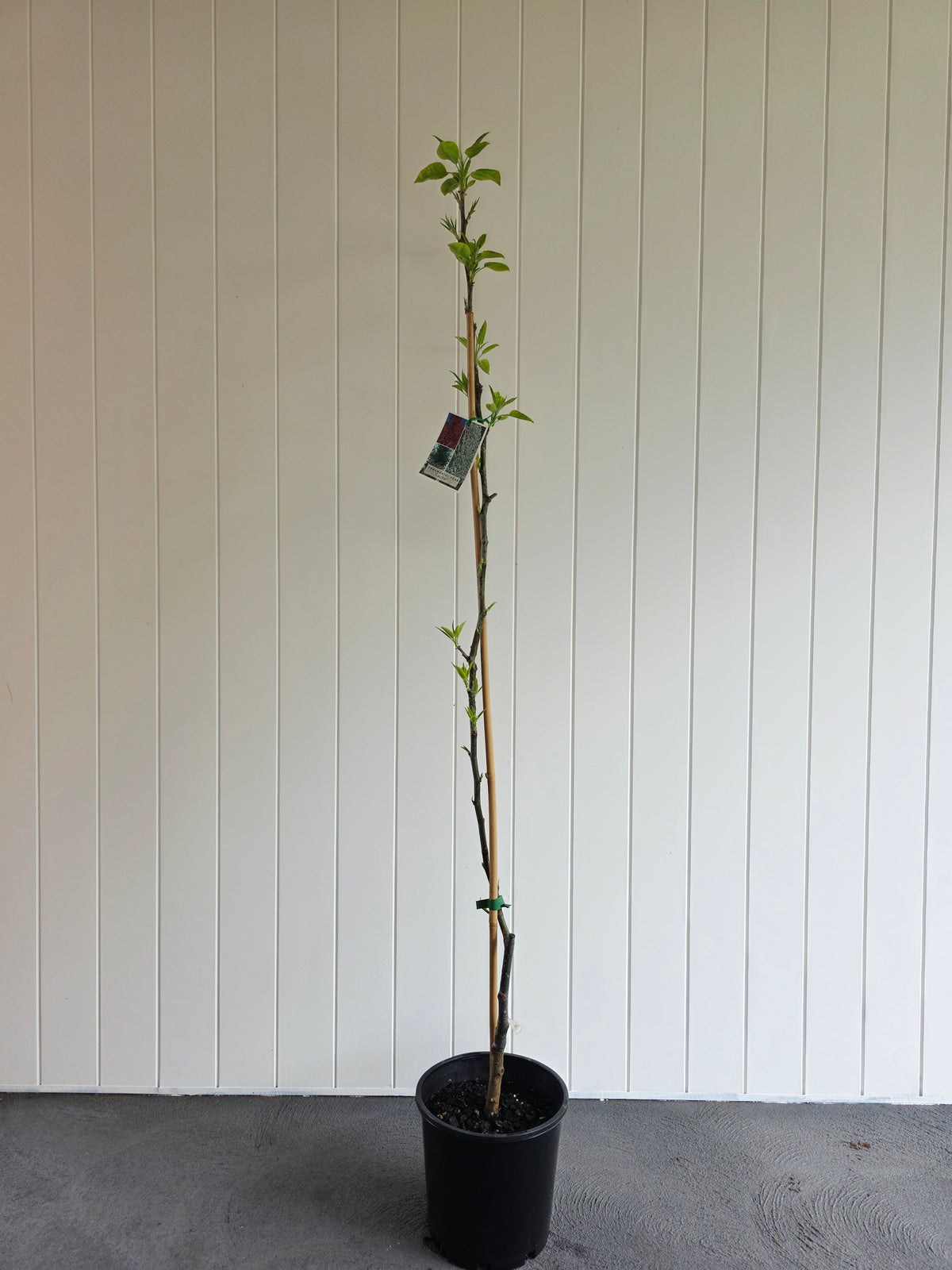 Capital Ornamental Pear. 200mm pot