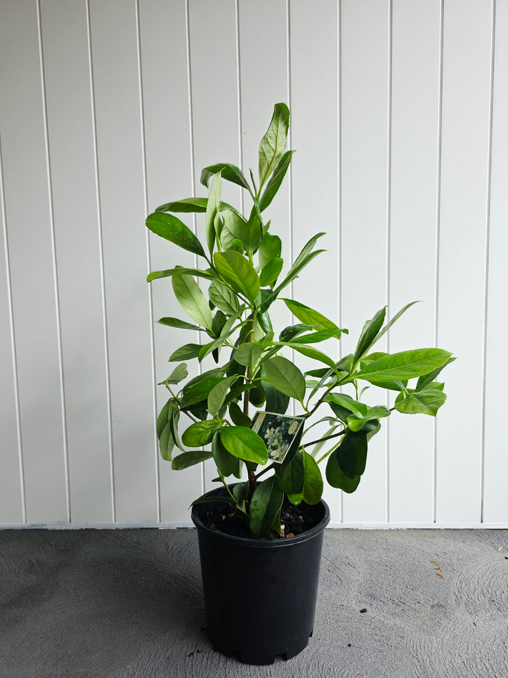 Sweet Viburnum. 200mm pot