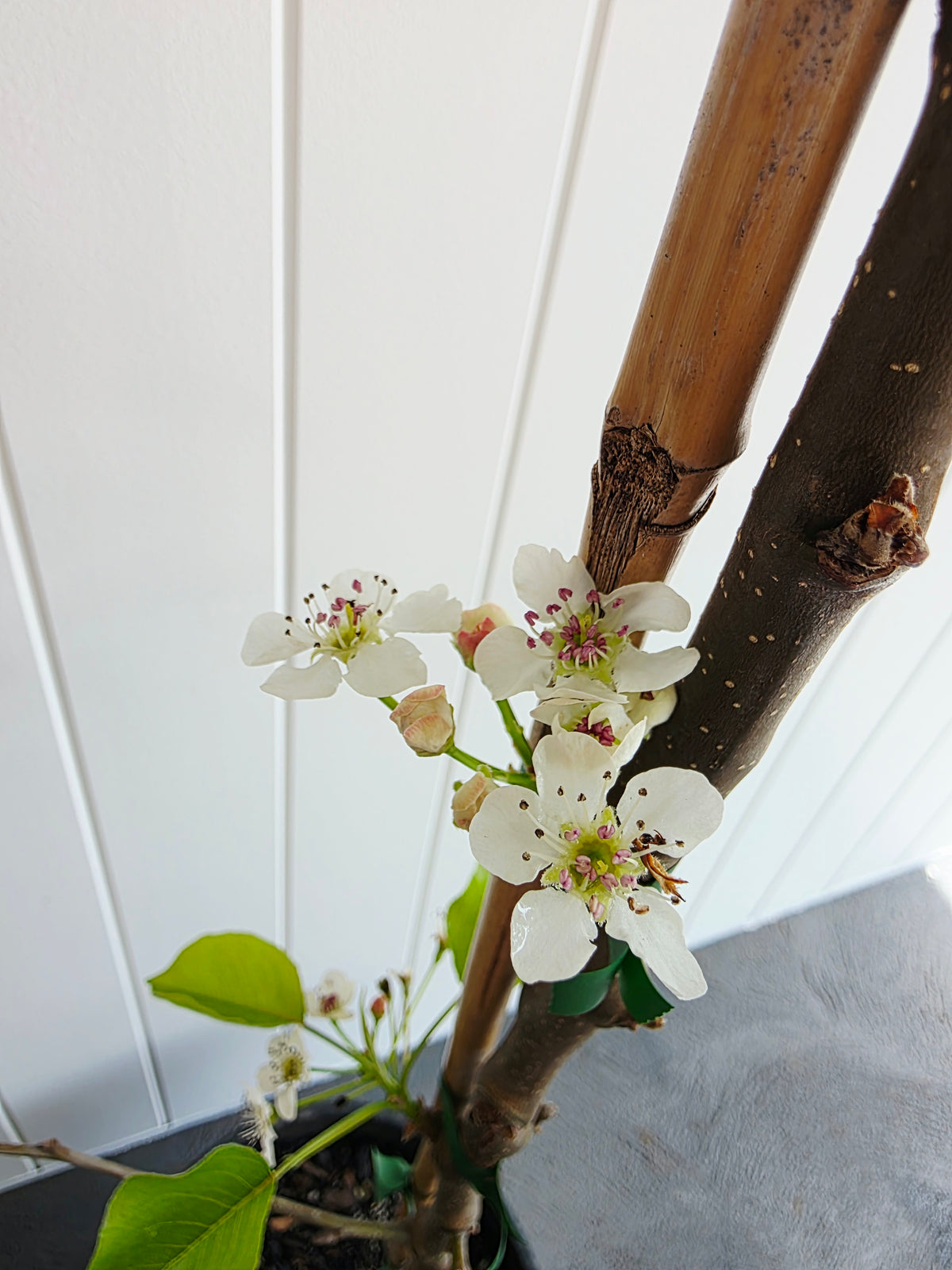 Cleveland Select Ornamental Pear. 250mm pot