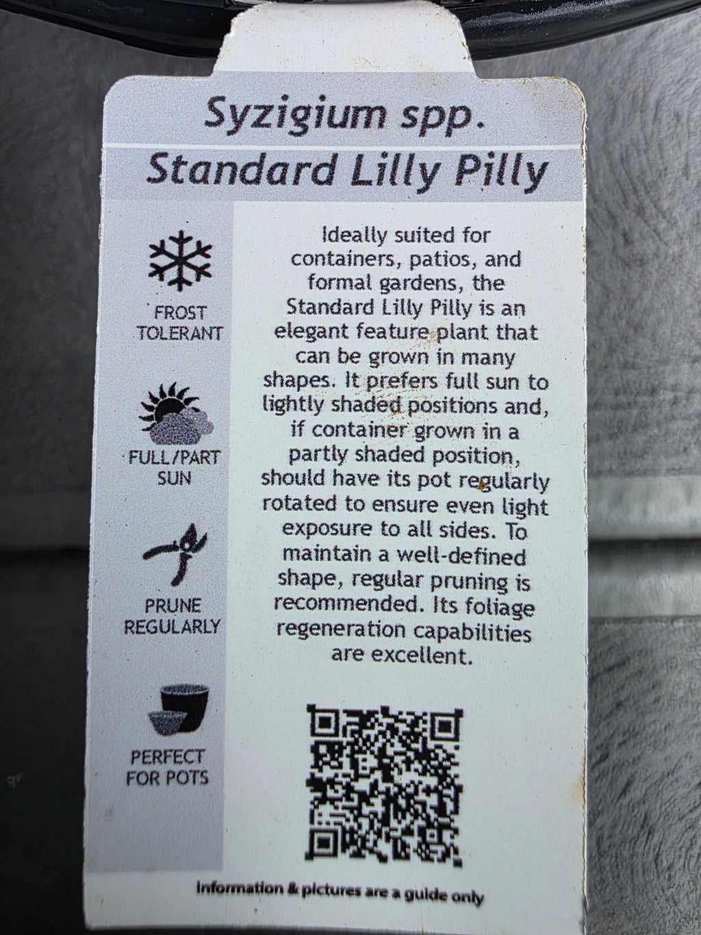 Standard Lilly Pilly. 250mm pot