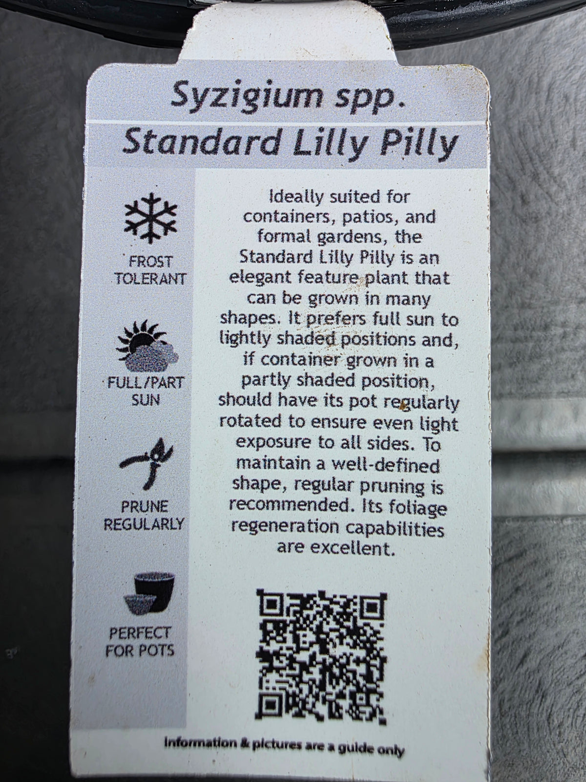 Standard Lilly Pilly. 250mm pot