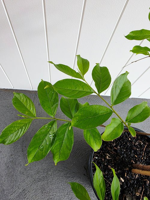 Crepe Myrtle Natchez. 250mm pot