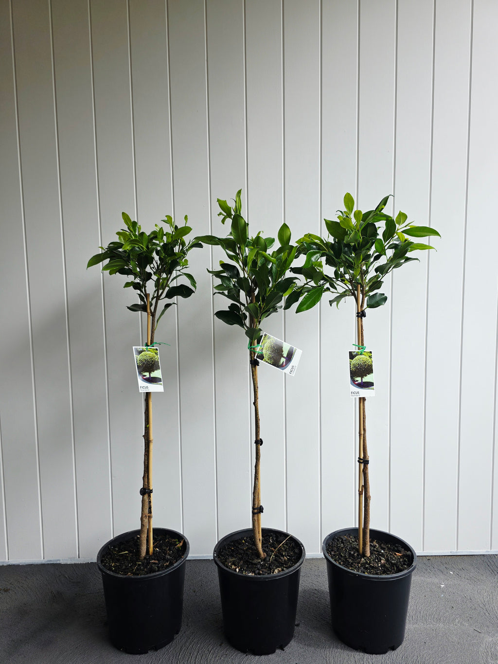 Standard Ficus (Short). 200mm pot
