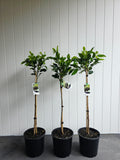 Standard Ficus (Short). 200mm pot