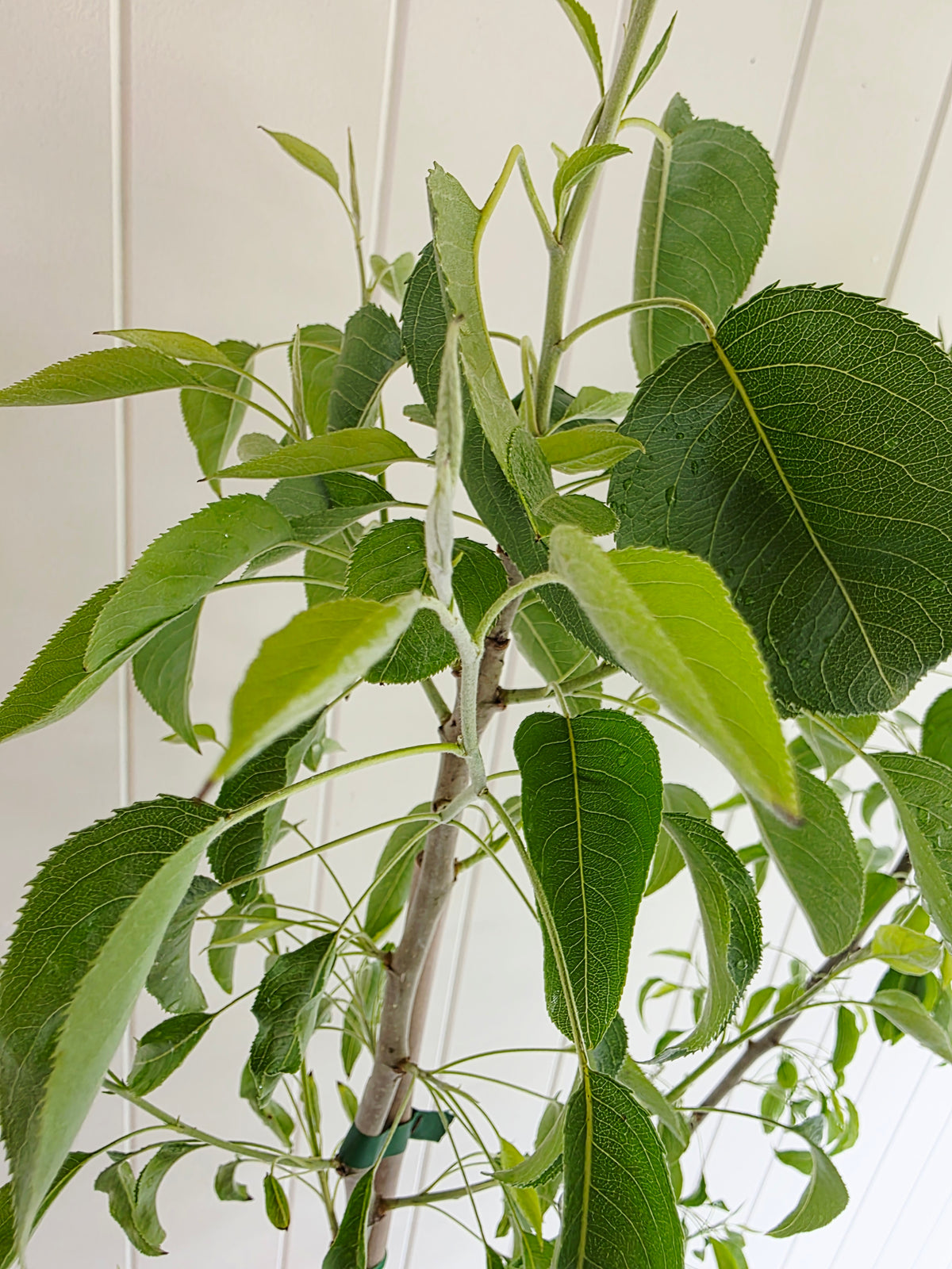 Snow Pear. 250mm pot