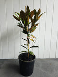 Little Gem Magnolia. 250mm pot