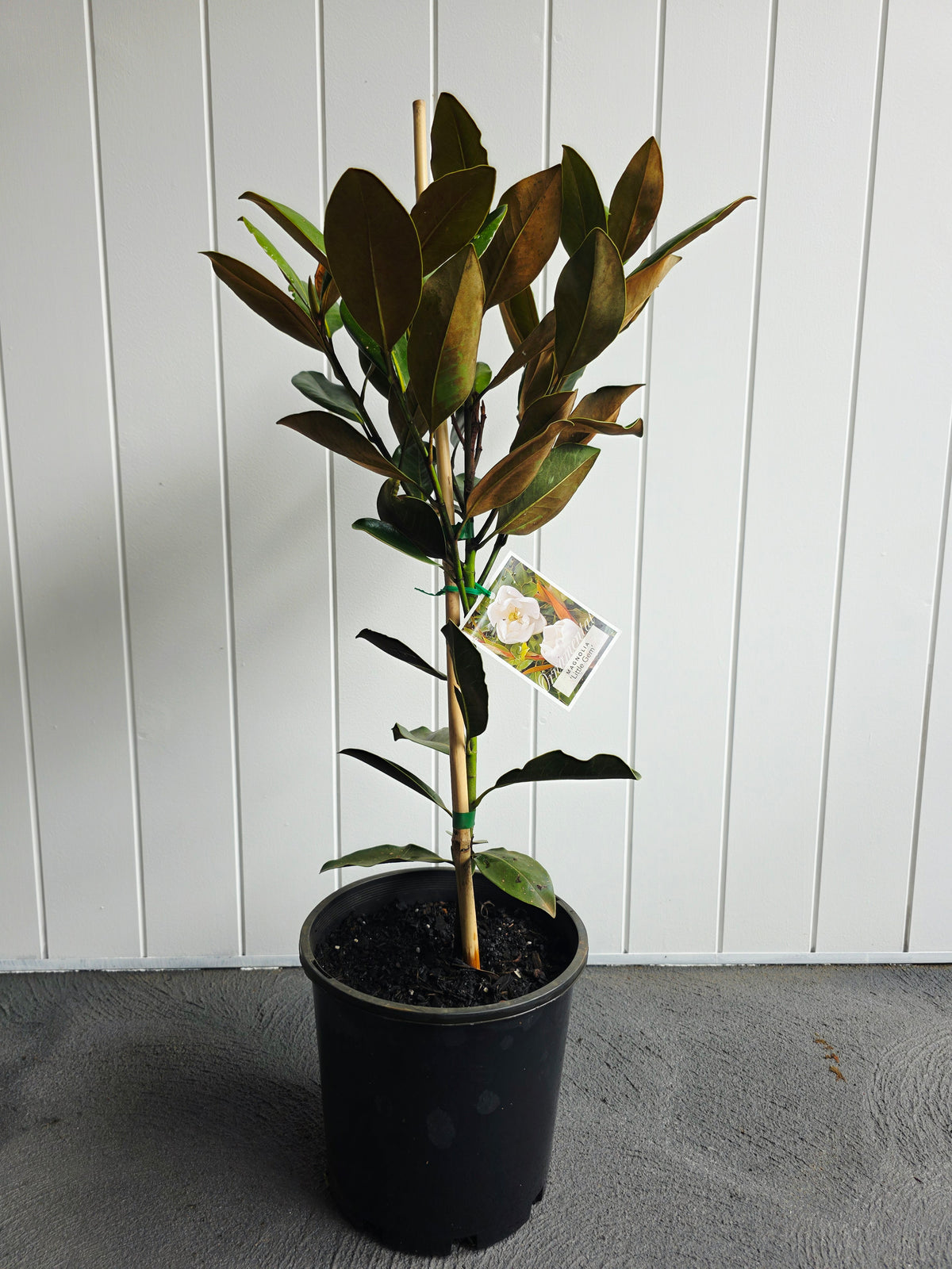 Little Gem Magnolia. 200mm pot