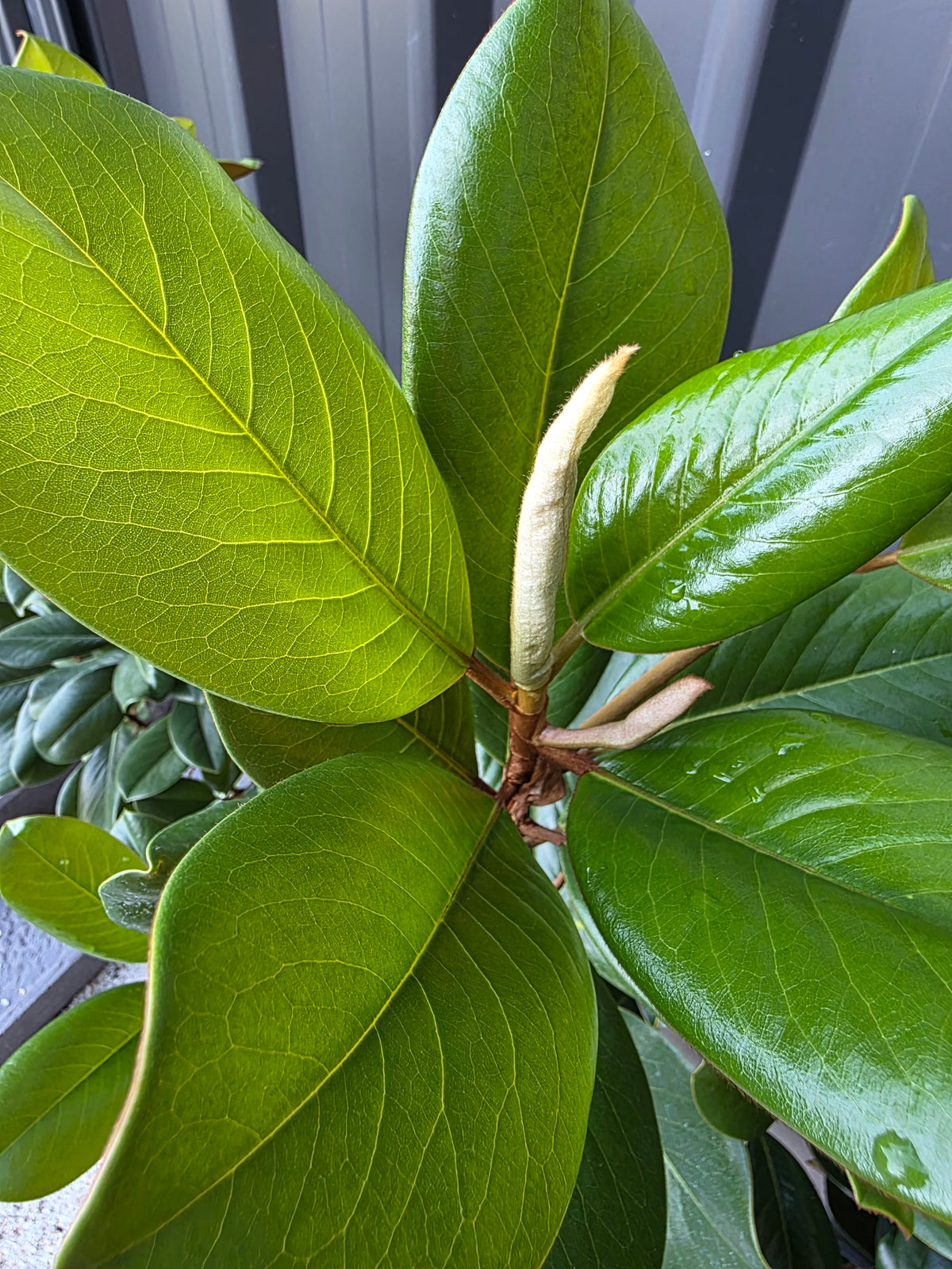 Teddy Bear Magnolia. 250mm pot
