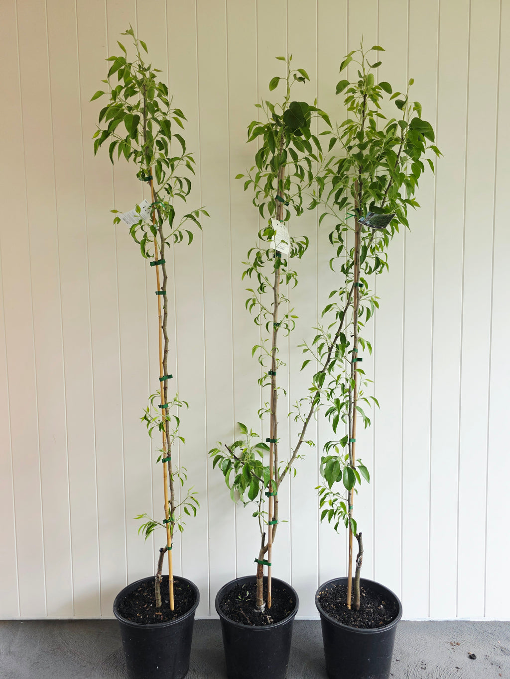 Snow Pear. 250mm pot