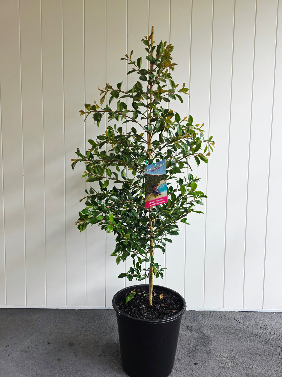 Lilly Pilly Backyard Bliss. 250mm pot