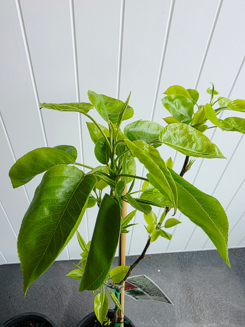 Dwarf Capital Ornamental Pear. 250mm pot