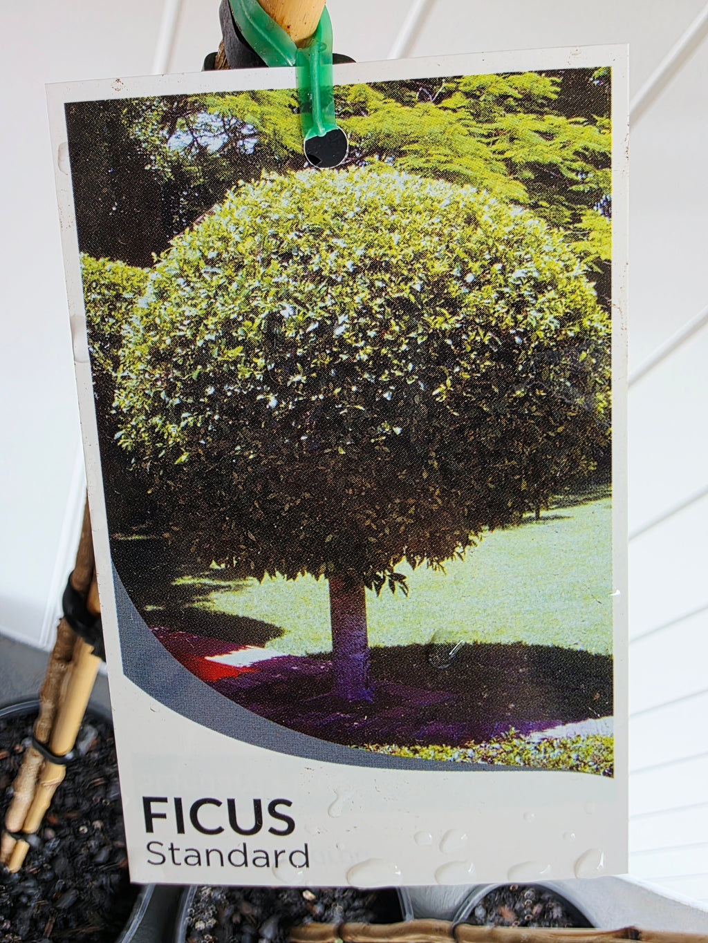 Standard Ficus (Tall). 250mm pot