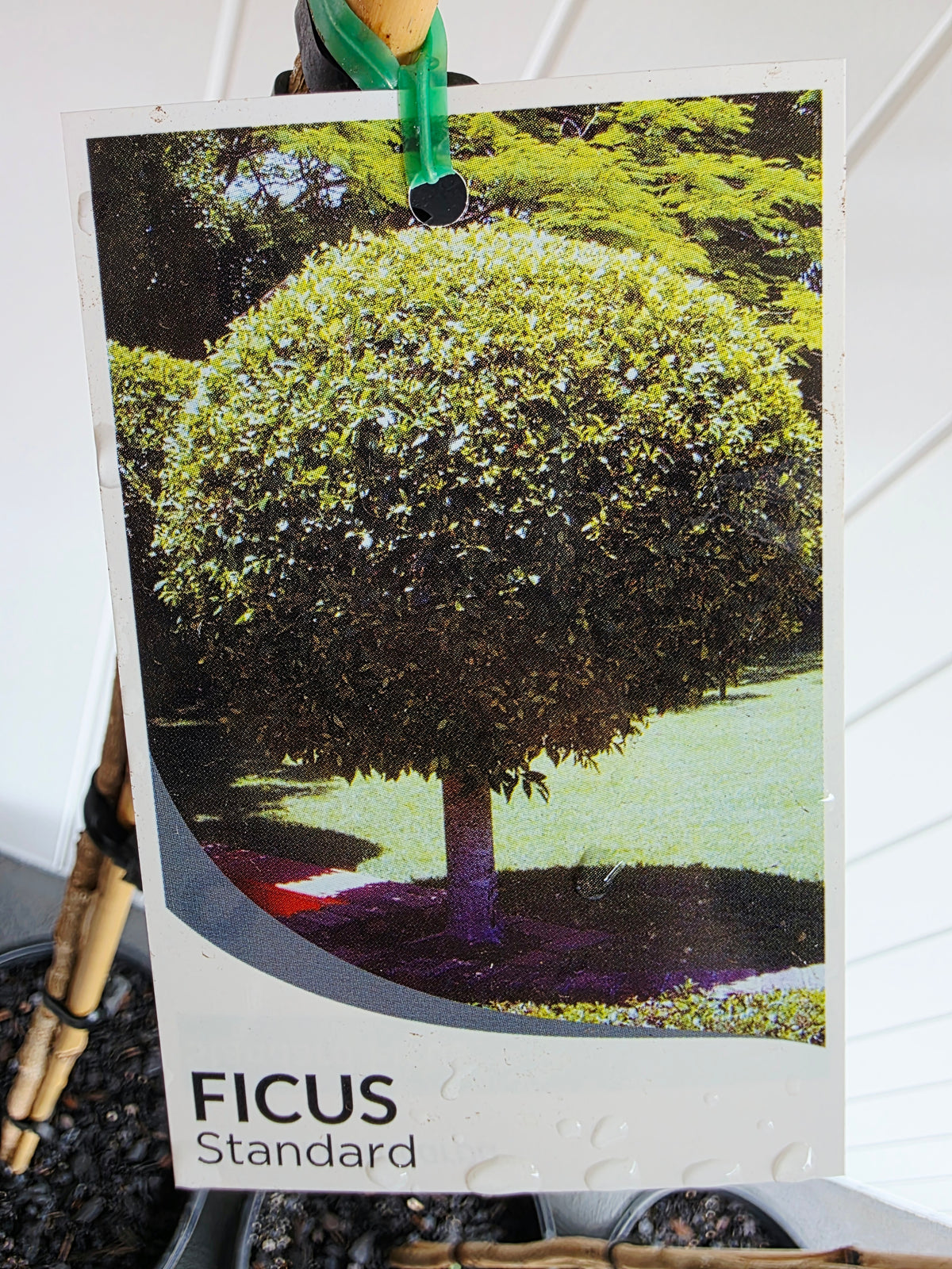 Standard Ficus (Tall). 250mm pot