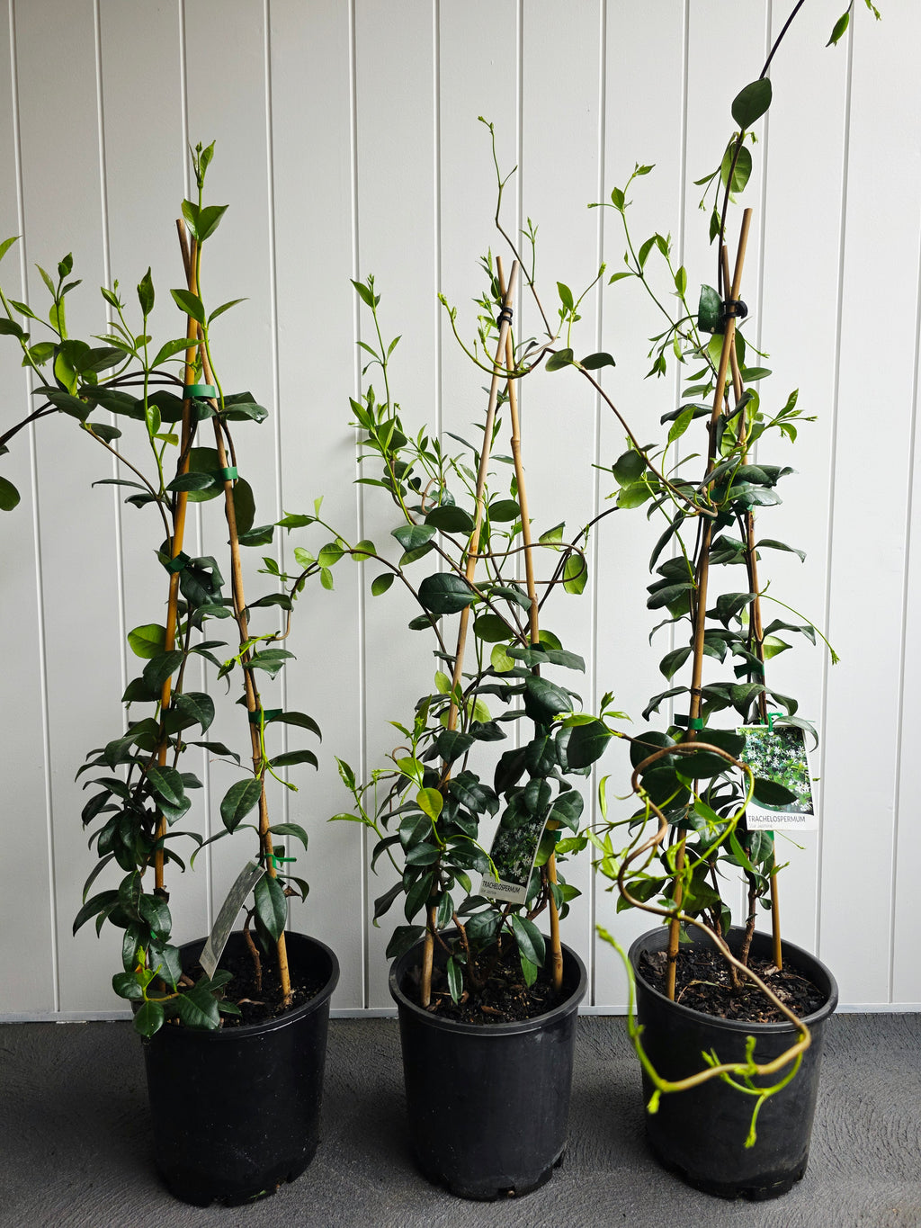 Star Jasmine. 200mm pot