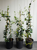 Star Jasmine. 200mm pot