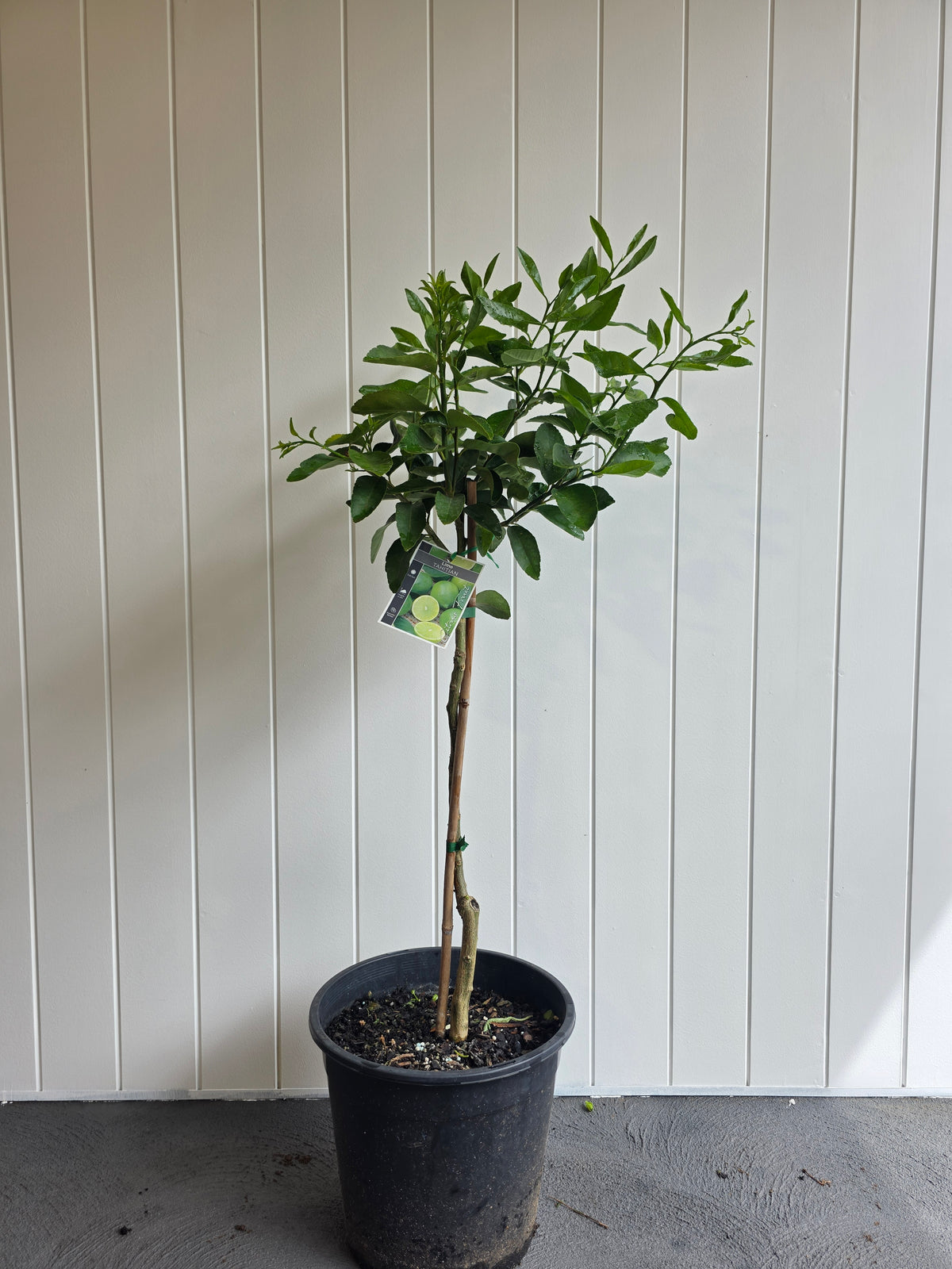 Lime Tree (Tahitian) 250mm
