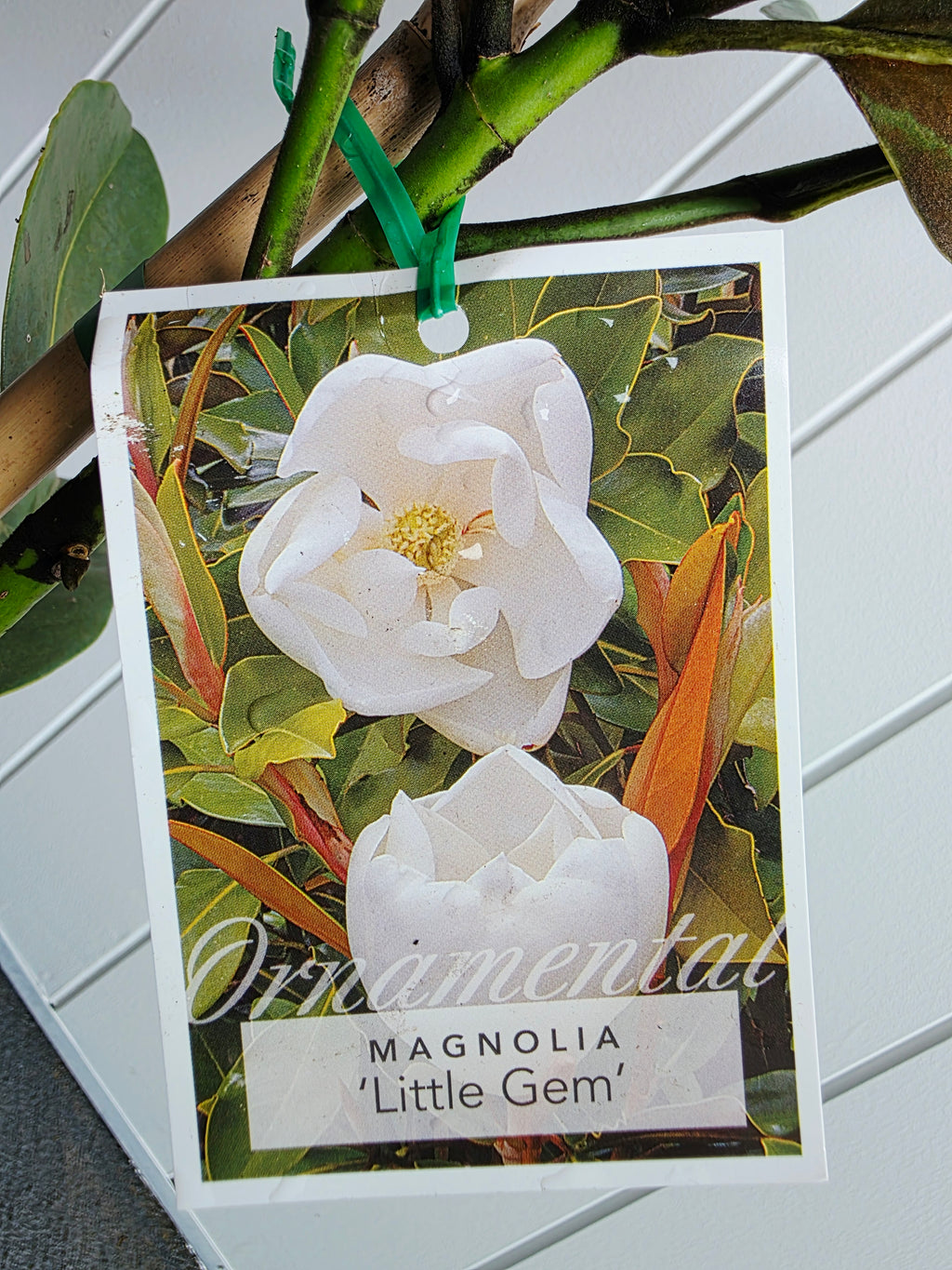 Little Gem Magnolia. 200mm pot