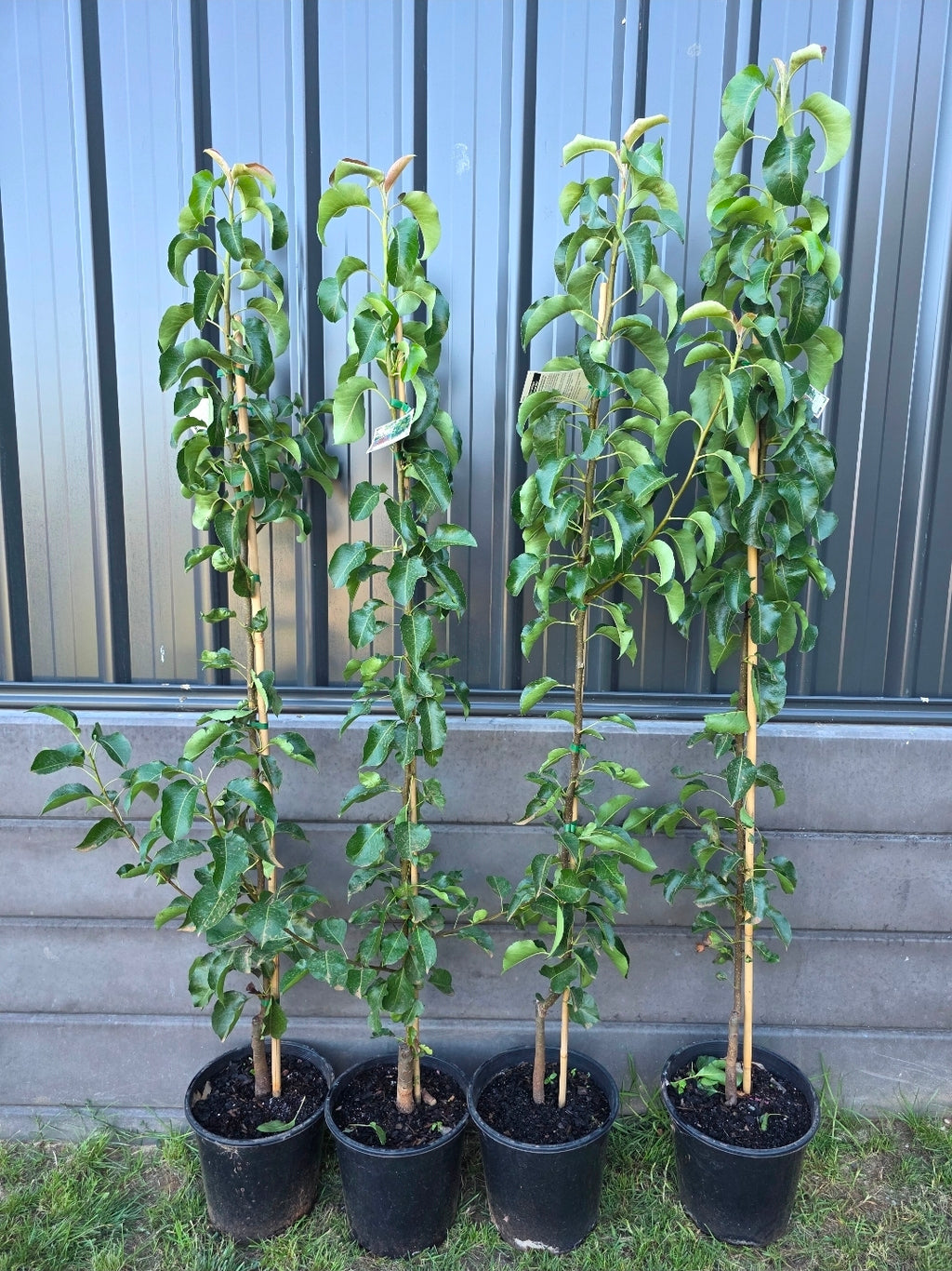 Cleveland Select Ornamental Pear. 250mm pot