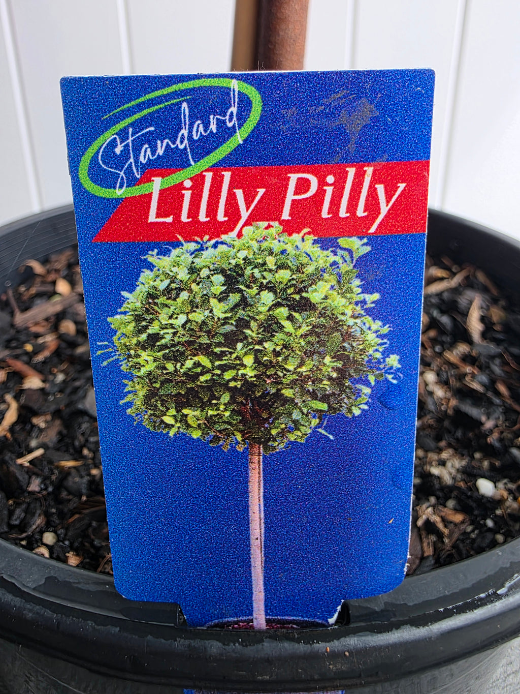 Standard Lilly Pilly. 250mm pot