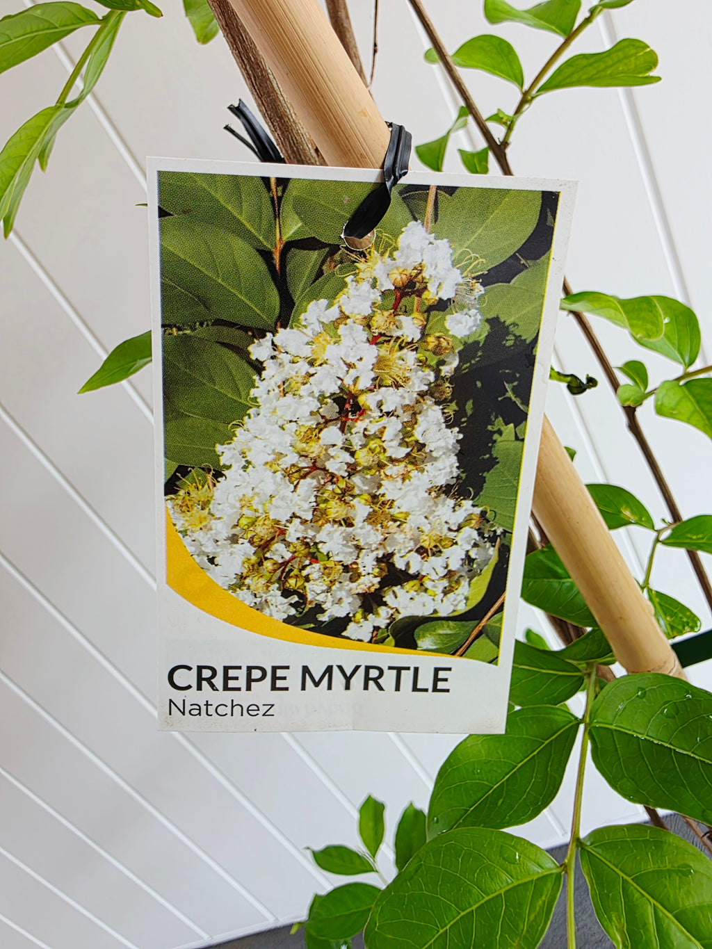Crepe Myrtle Natchez. 250mm pot